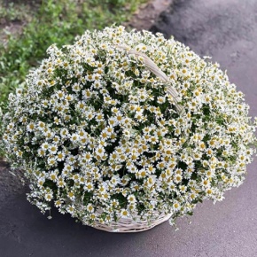 Композиция в корзине из 151 ромашки в Ивантеевке