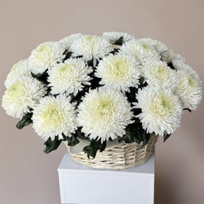 Композиция в корзине из 25 хризантем Магнум в Ивантеевке