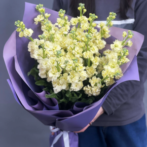 Букет из 15 лимонных маттиол в Ивантеевке