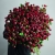 Монобукет из 75 кустовых роз Марун (70 см) в Ивантеевке