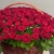 Композиция в корзине из 151 красной розы в Ивантеевке