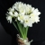 Букет из 25 нарциссов в Ивантеевке